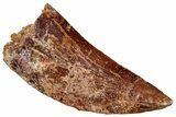 Bargain, Carcharodontosaurus Tooth - Real Dinosaur Tooth #322045-1